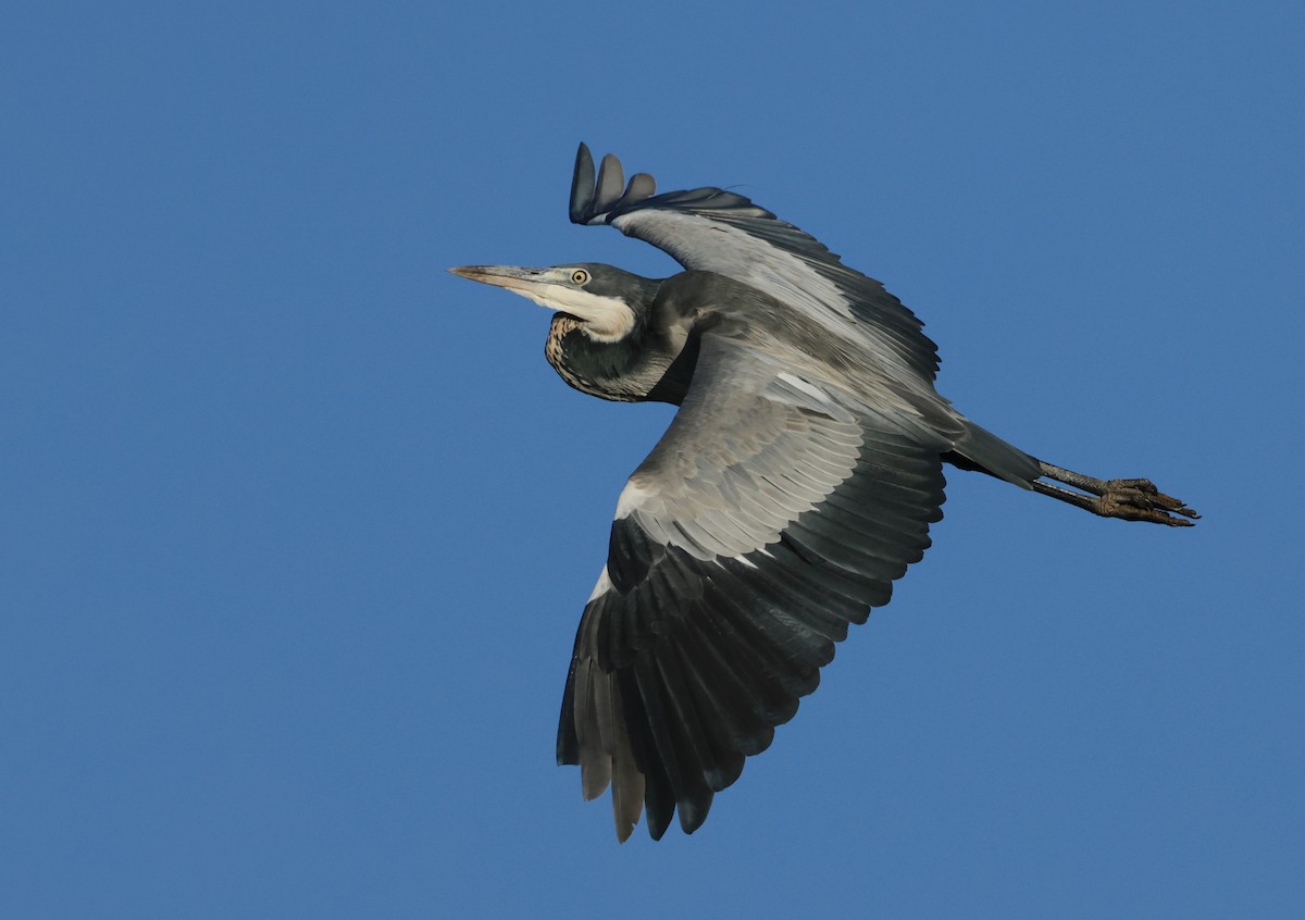 Black-headed Heron - ML580019731