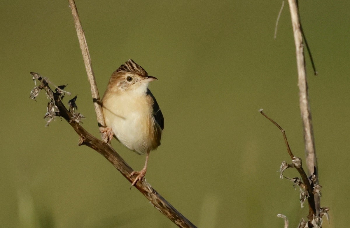 Zitting Cisticola - ML580019861