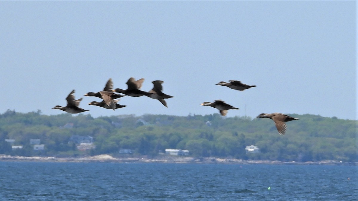 Black Scoter - ML580019921