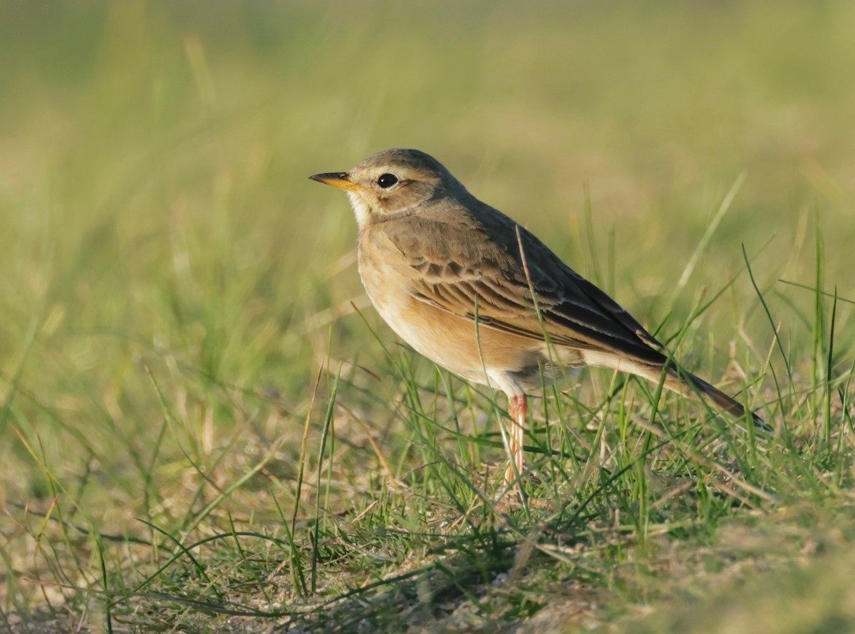 Plain-backed Pipit - ML580020021