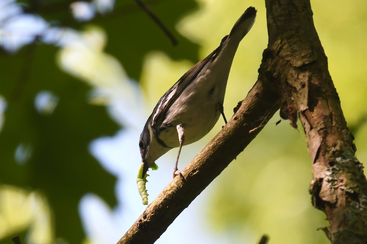 Cerulean Warbler - ML580021521