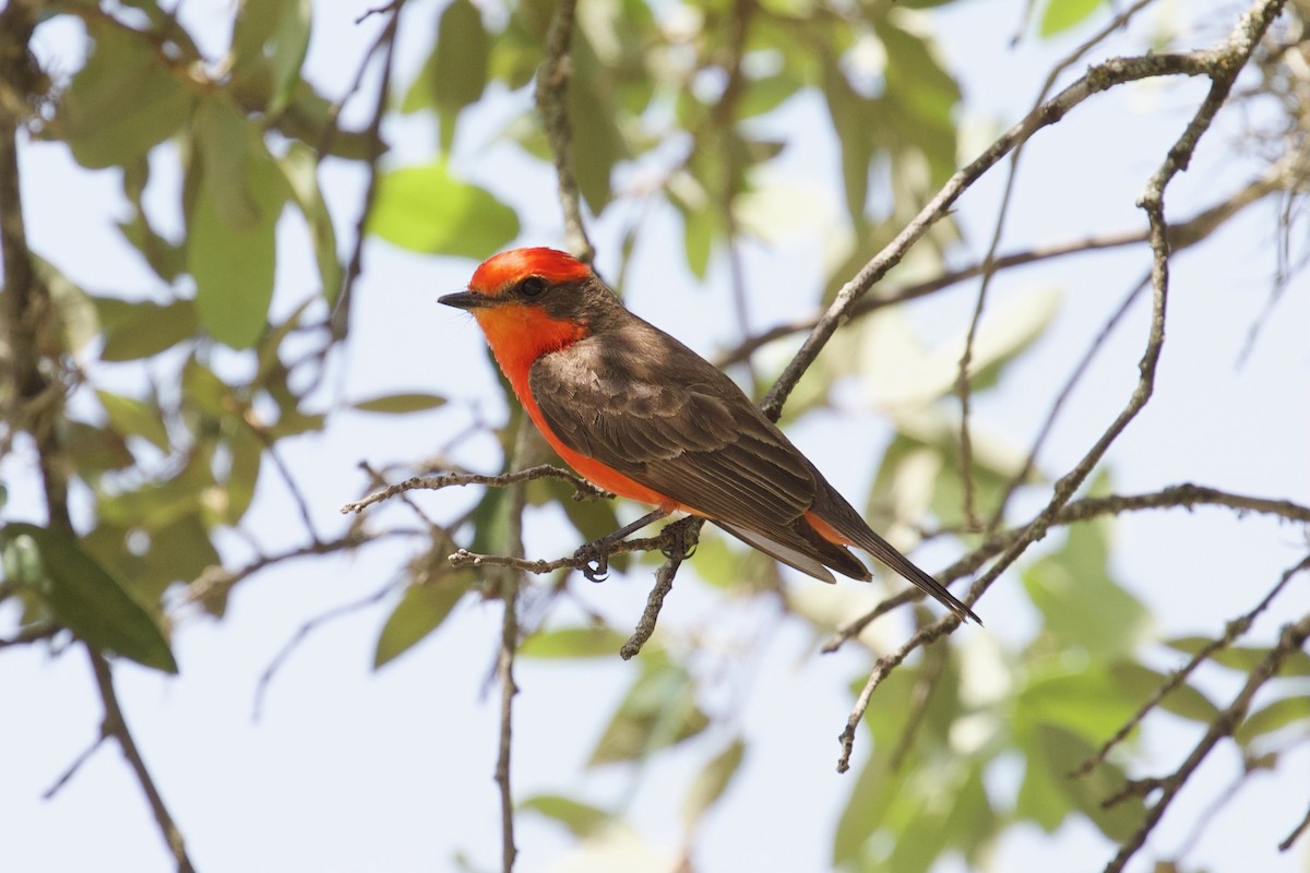 Vermilion Flycatcher - ML580021891