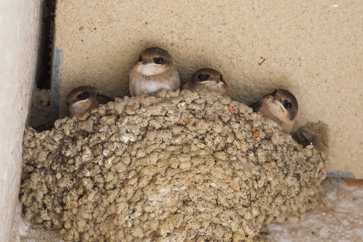 Cave Swallow - ML580022091