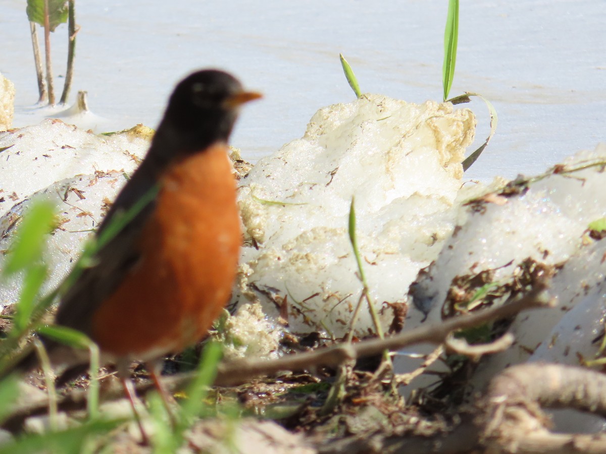 American Robin - ML580022331