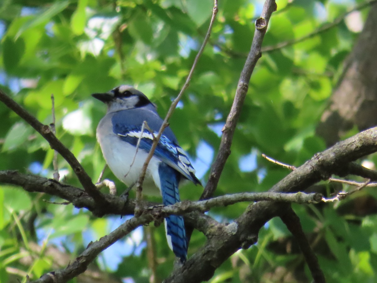 Blue Jay - ML580022401