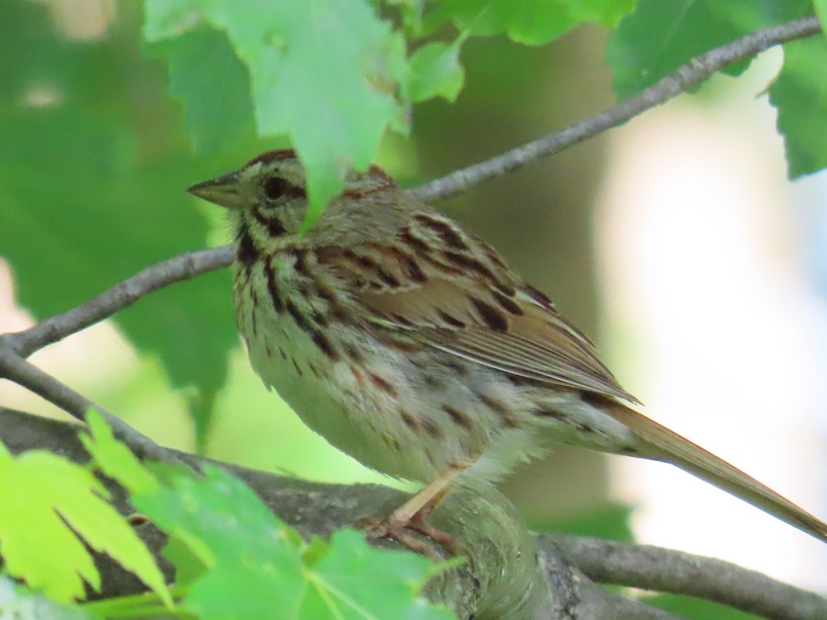 Song Sparrow - ML580022561