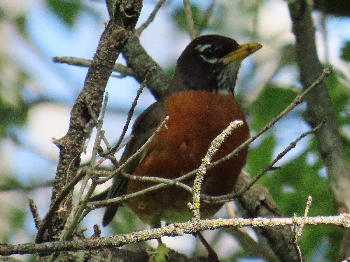 American Robin - ML580022721