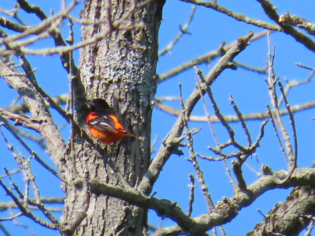 Baltimore Oriole - ML580022771