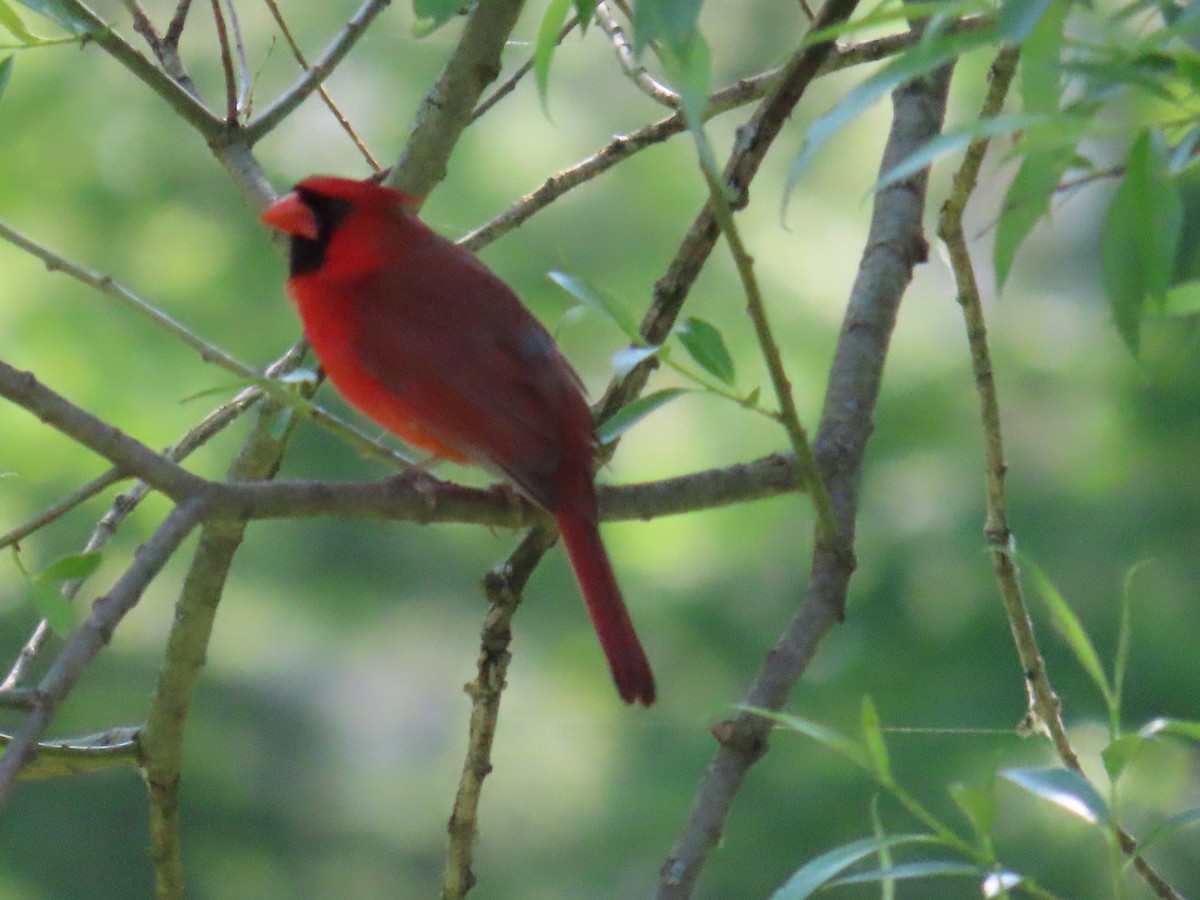 Northern Cardinal - ML580022941