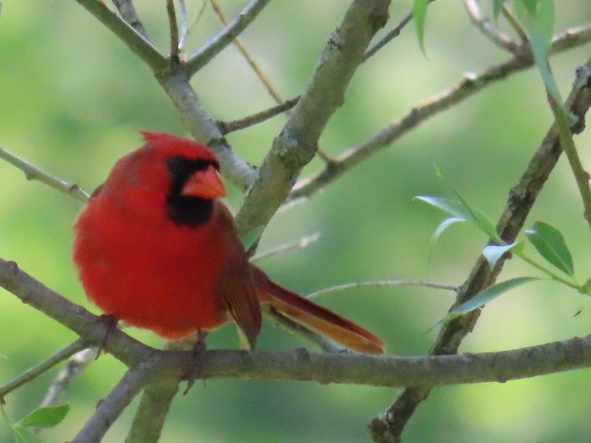 Northern Cardinal - ML580023981