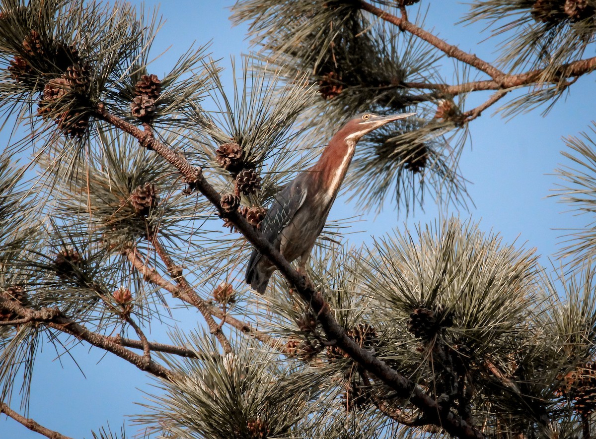 Green Heron - ML580024021