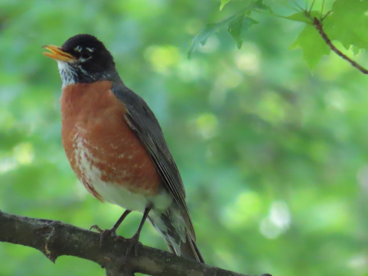 American Robin - ML580024061