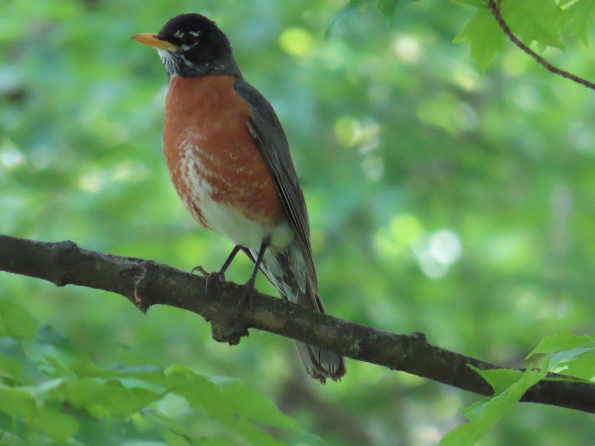 American Robin - ML580024141