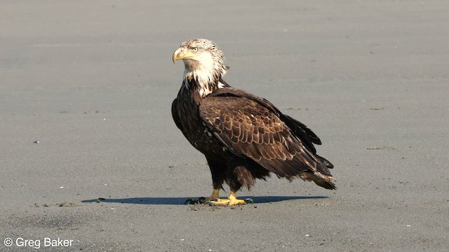 Bald Eagle - ML580024161