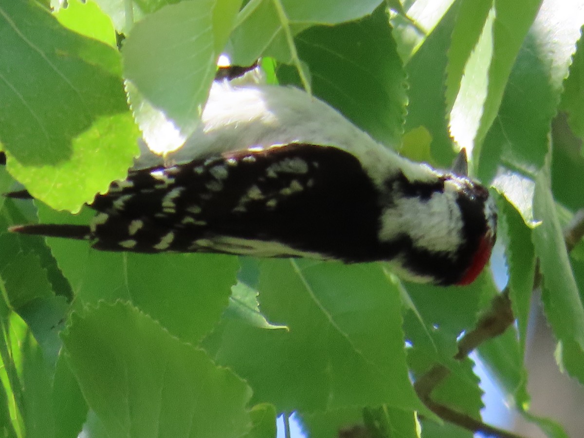 Downy Woodpecker - ML580024231