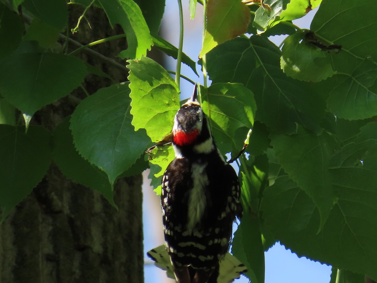 Downy Woodpecker - ML580024241