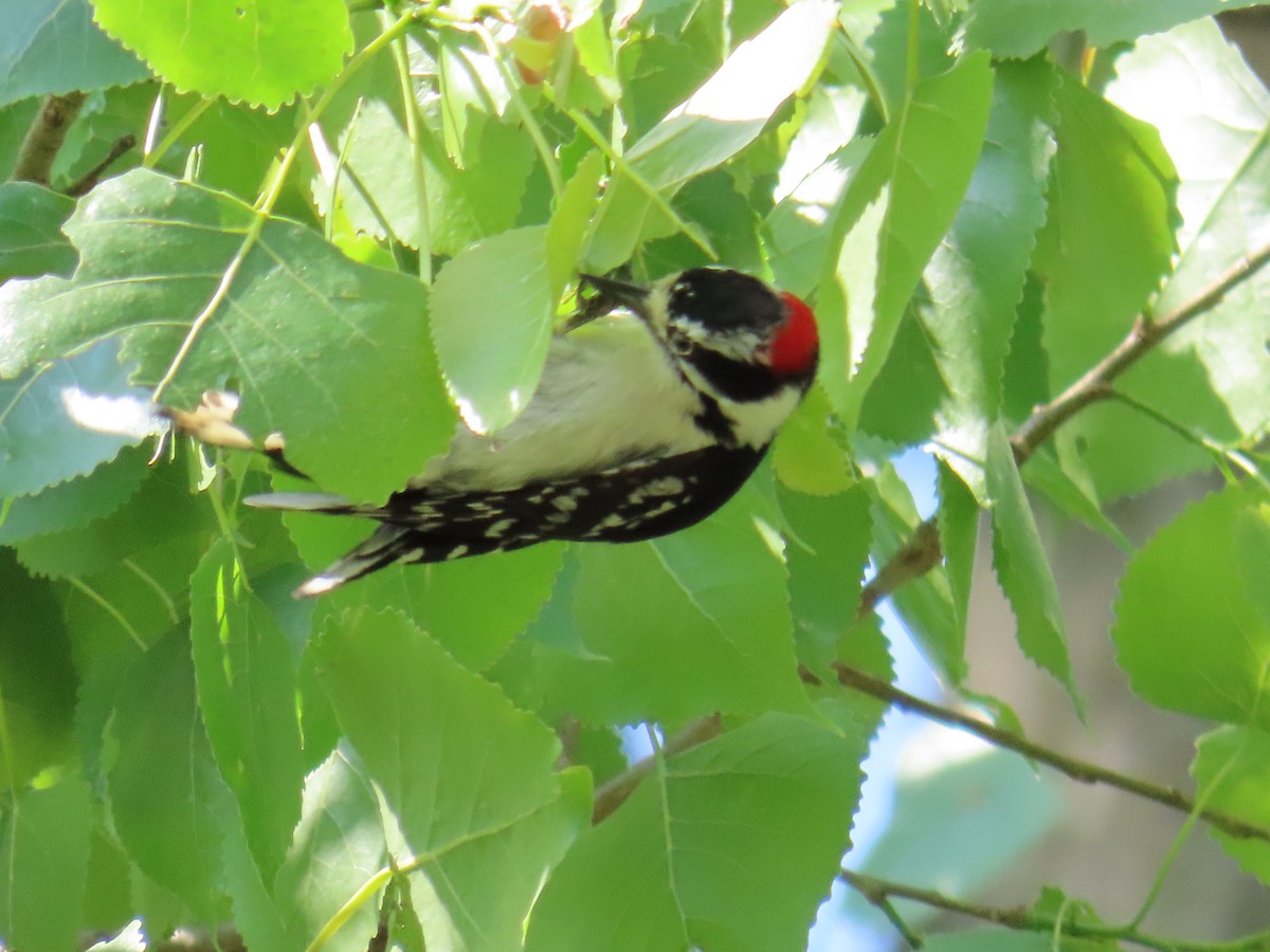 Downy Woodpecker - ML580024251