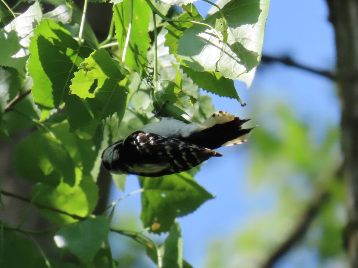 Downy Woodpecker - ML580024261