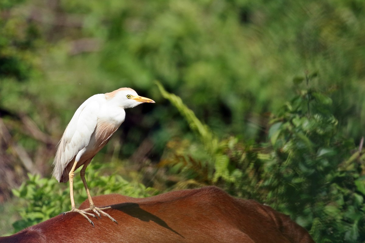 Western Cattle Egret - ML580024271