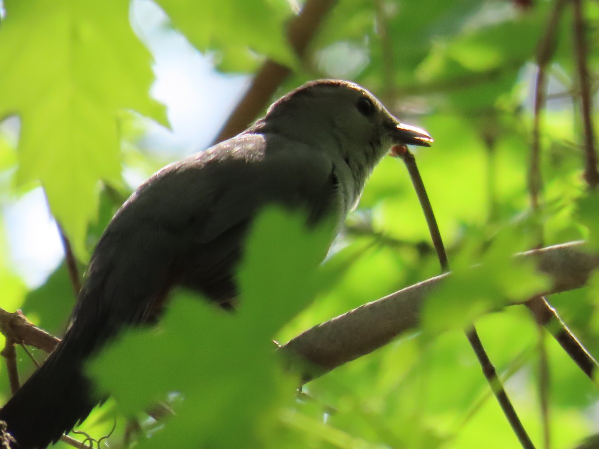 Gray Catbird - ML580024441