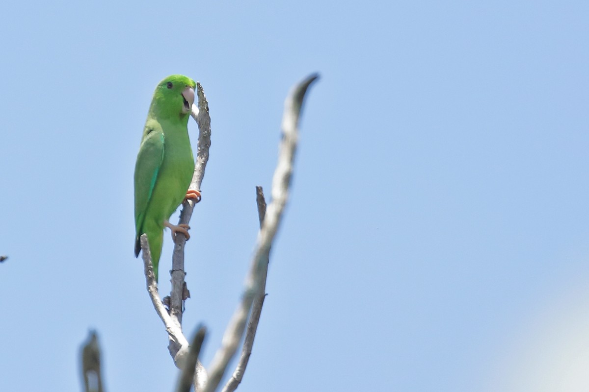 Grünbürzel-Sperlingspapagei - ML580024561