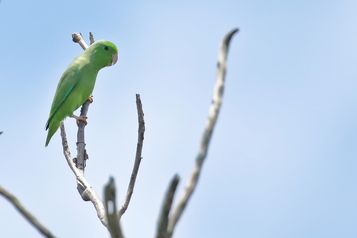 Yeşil Sokumlu Serçe Papağanı - ML580024571