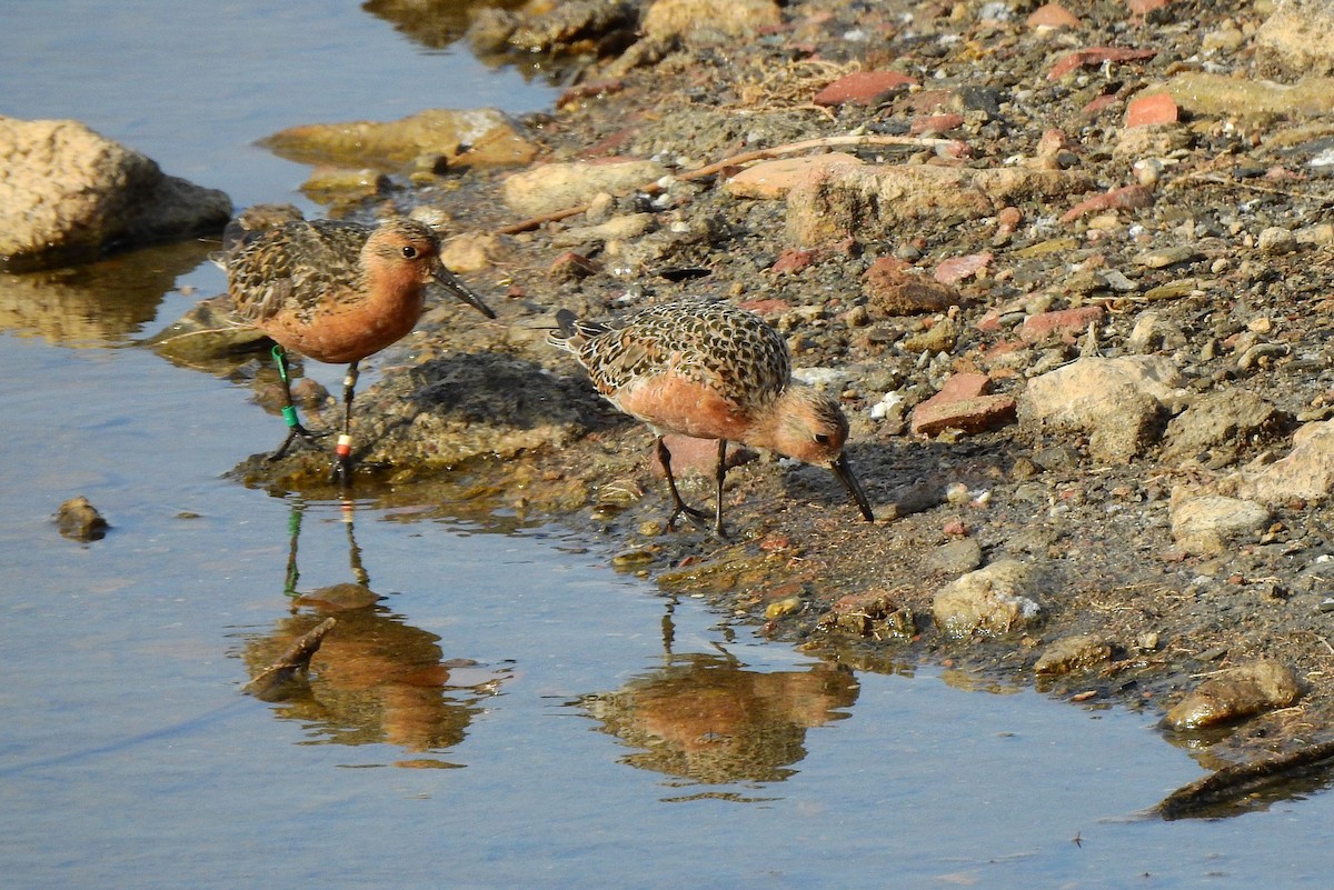 Red Knot - ML580025531