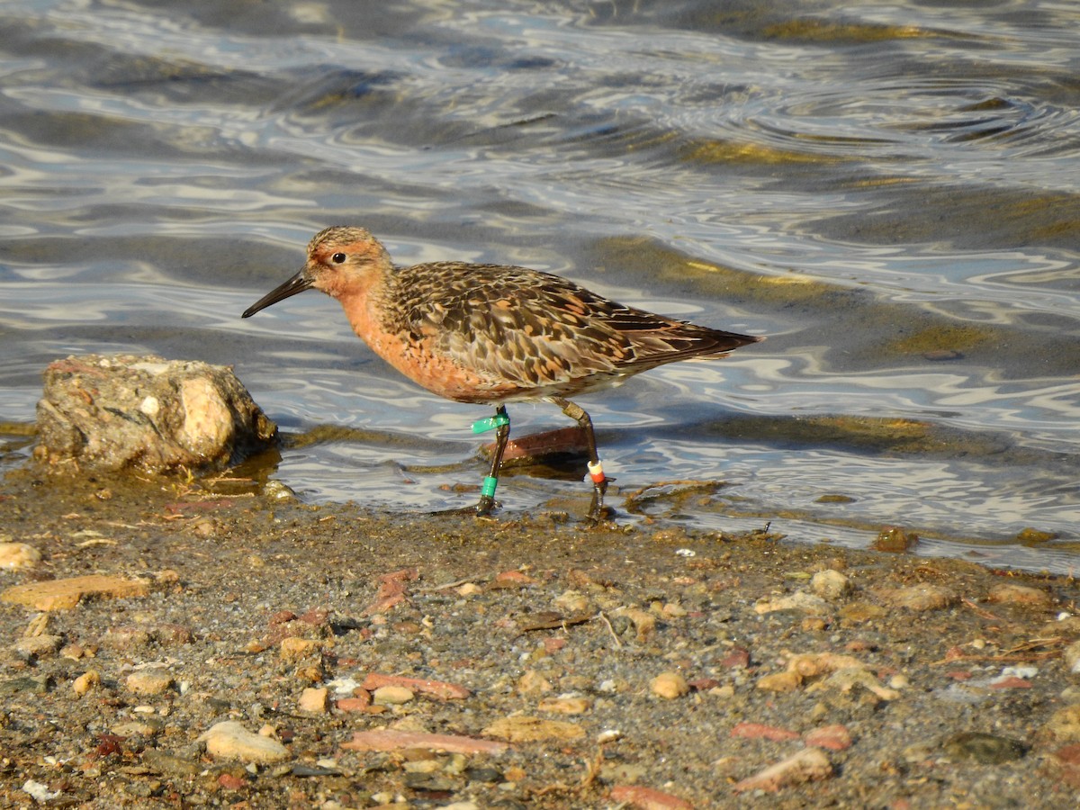 Red Knot - ML580025551