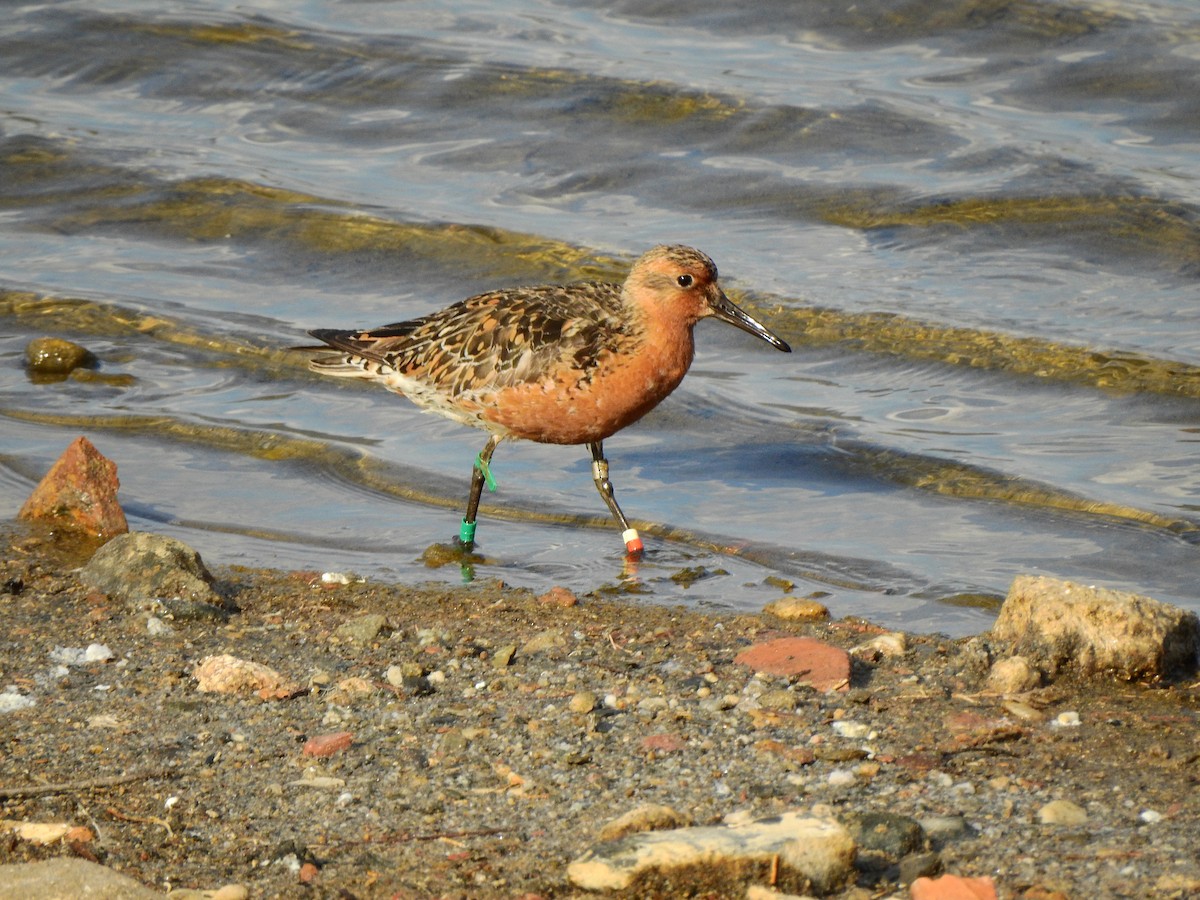 Red Knot - ML580025591