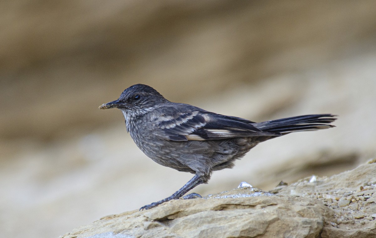 Surf Cinclodes - ML580025681