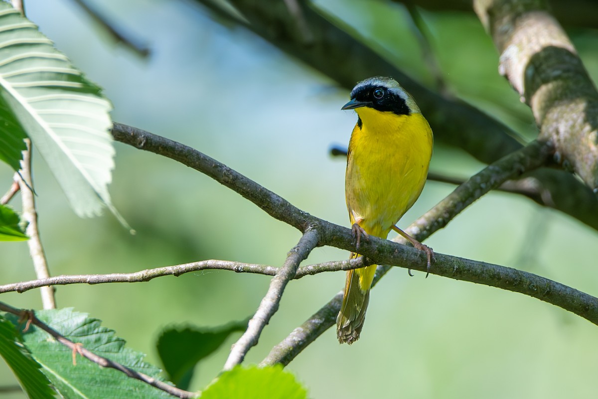 Common Yellowthroat - Carmen Gumina