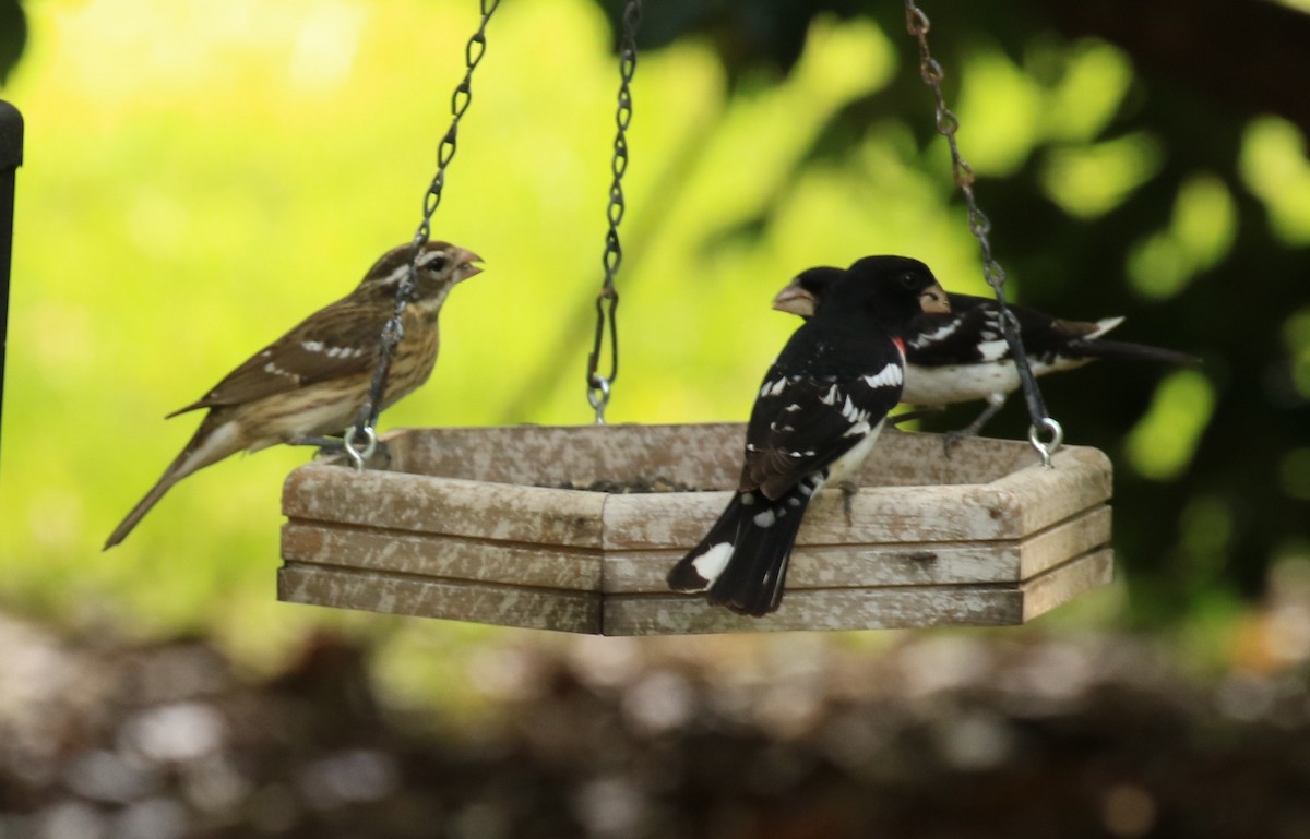 Rose-breasted Grosbeak - ML58002591