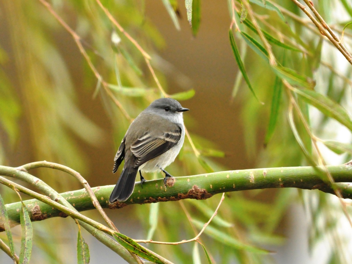 Sooty Tyrannulet - Fermin Zorrilla