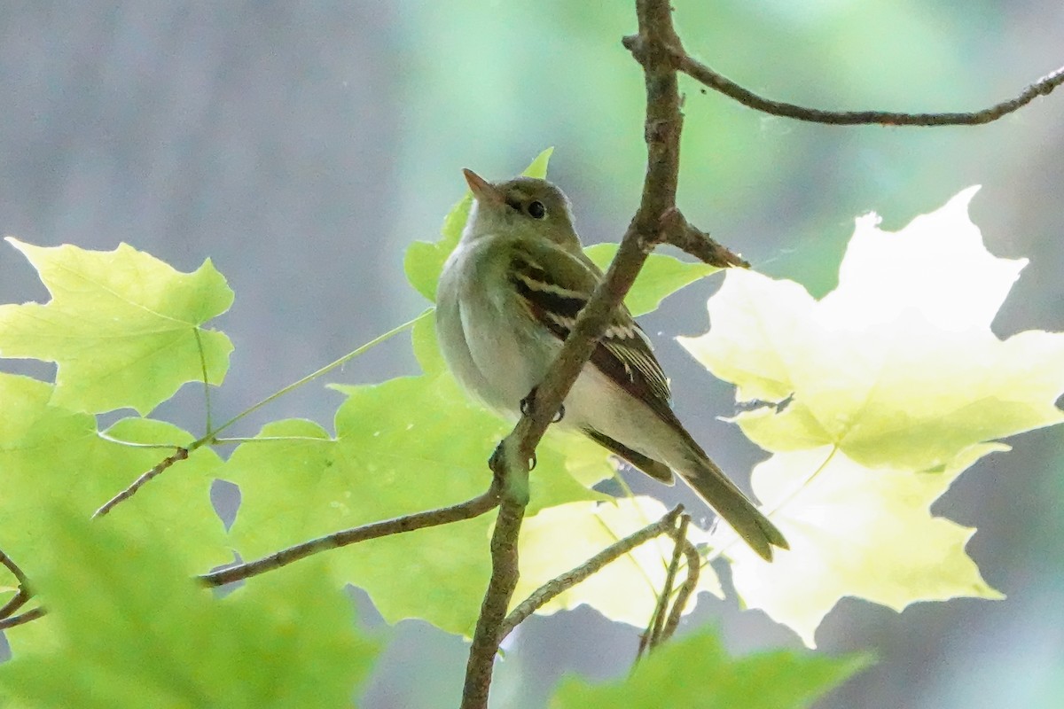 Acadian Flycatcher - ML580028321