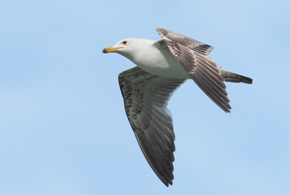Armenian Gull - Asmus Schröter