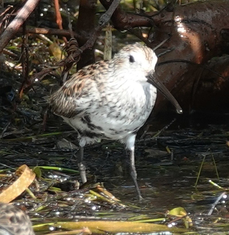 Dunlin - Lilian Saul