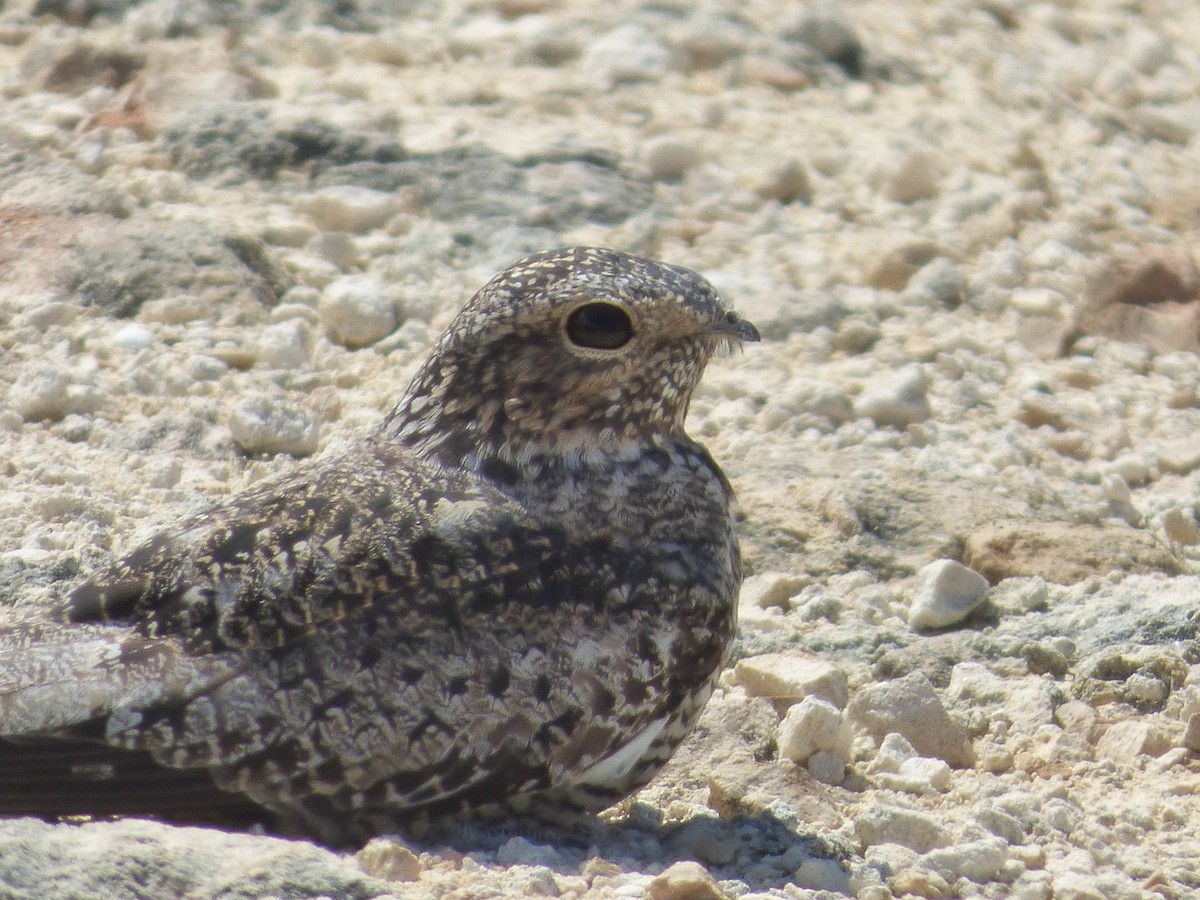 Antillean Nighthawk - Tarra Lindo