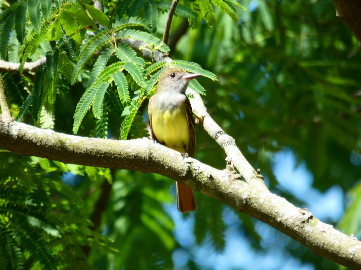 Great Crested Flycatcher - Patrick Baines