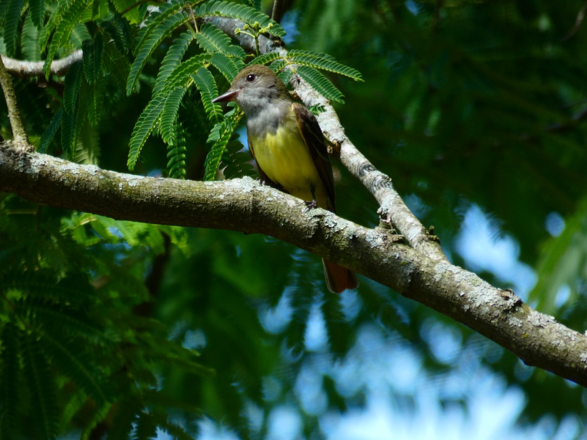 Great Crested Flycatcher - Patrick Baines