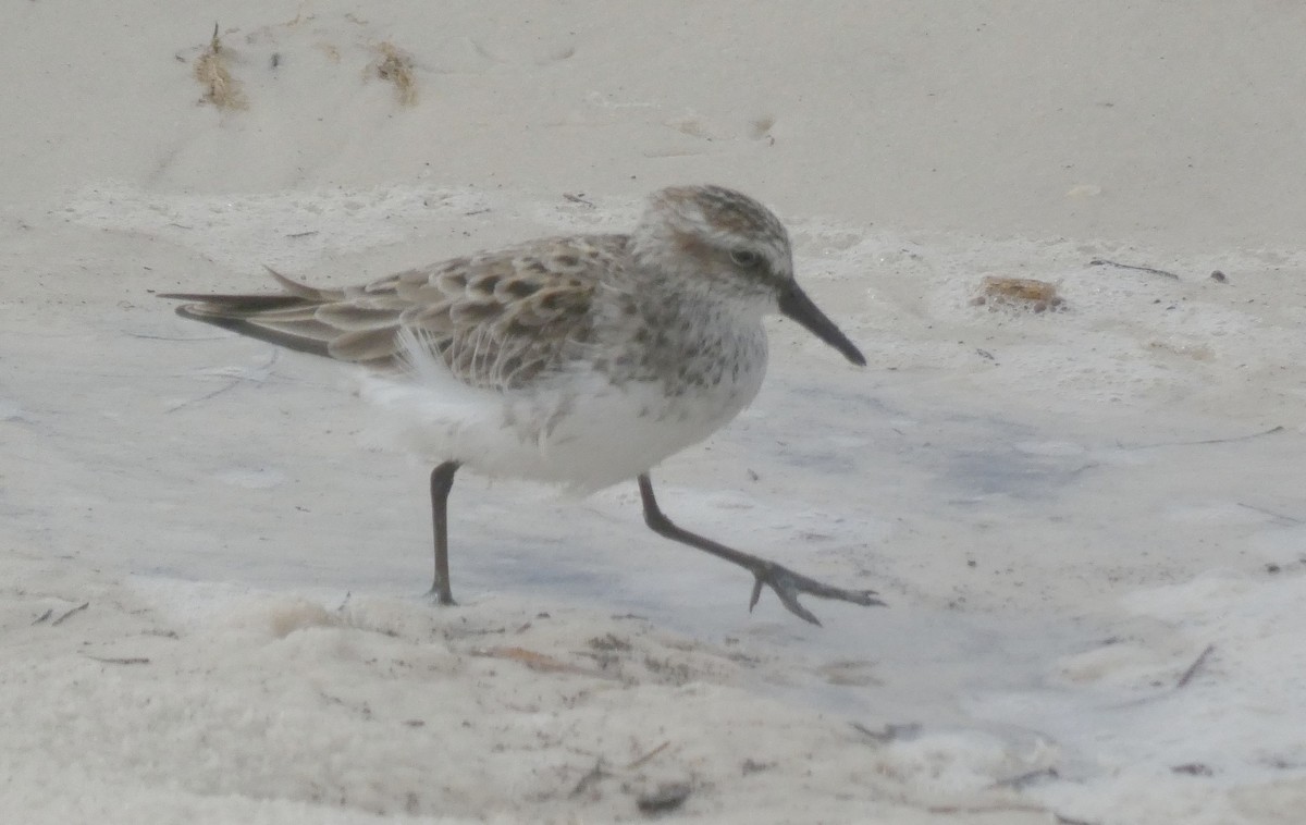 Semipalmated Sandpiper - ML580037821