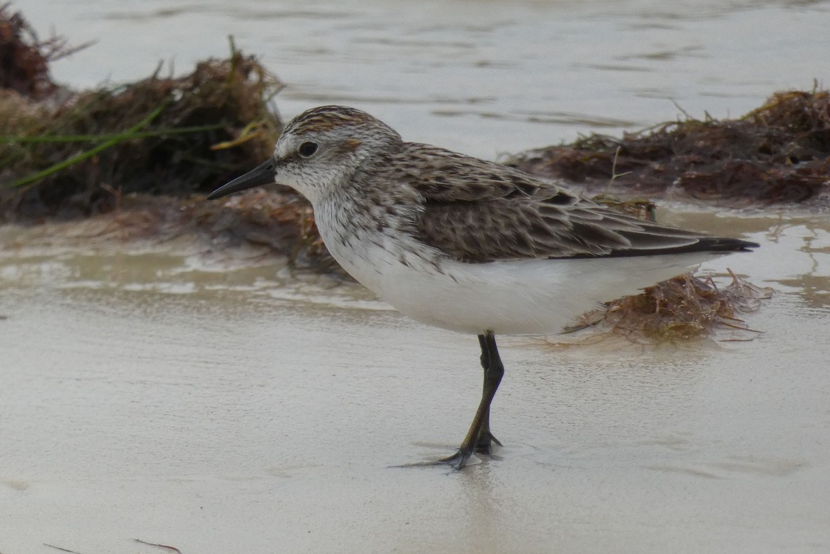 Semipalmated Sandpiper - ML580037841