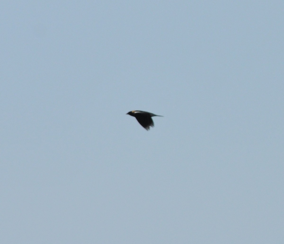 Bobolink - ML58003931
