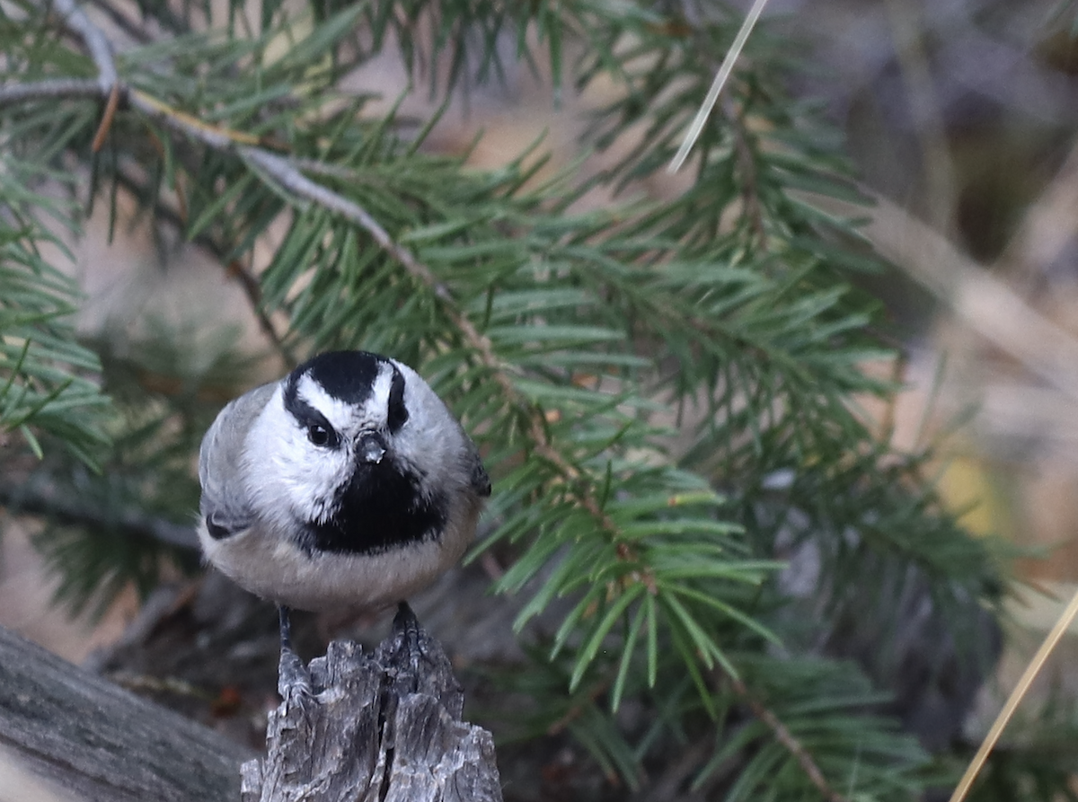 Mountain Chickadee - ML580041501