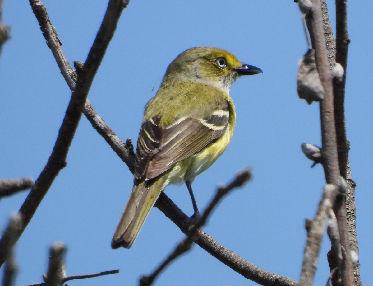 White-eyed Vireo - ML580041991