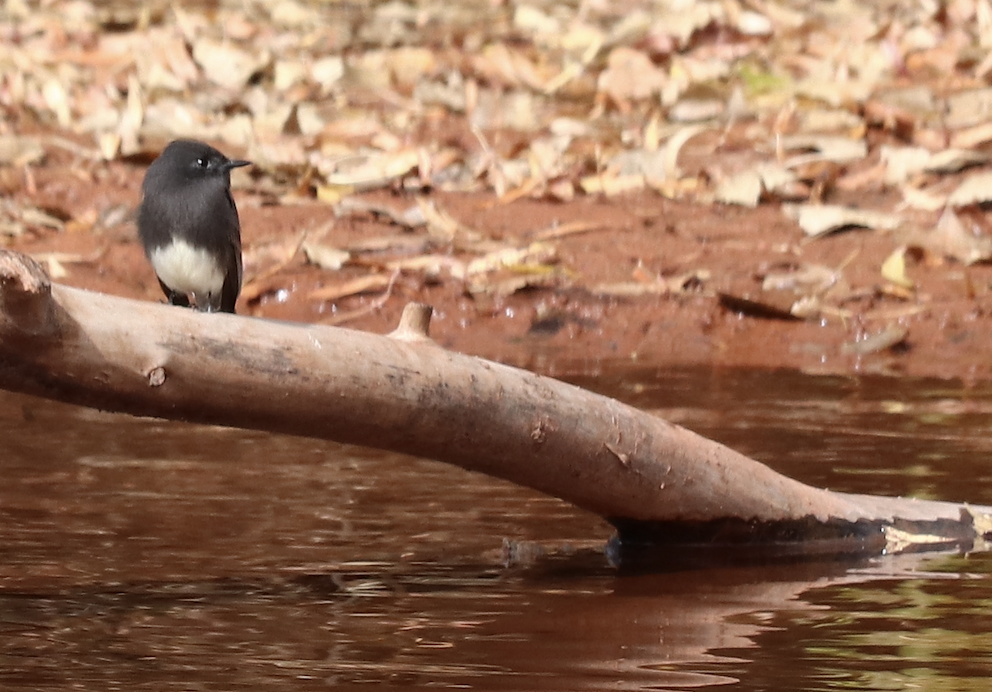 Black Phoebe - Jan-Thijs Menger