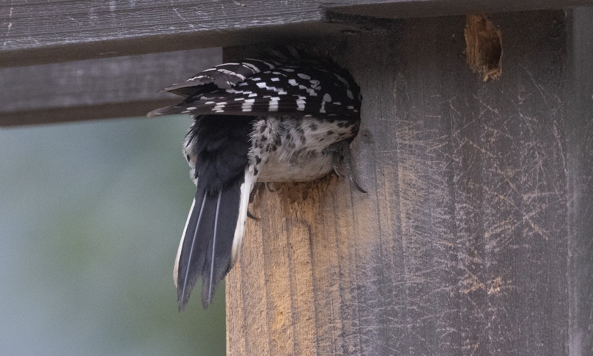 Nuttall's Woodpecker - Brian Sullivan