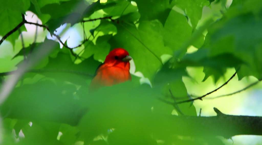 Scarlet Tanager - ML580045201