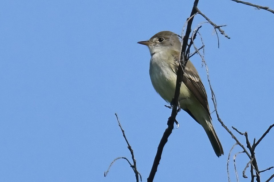 Willow Flycatcher - ML580045771