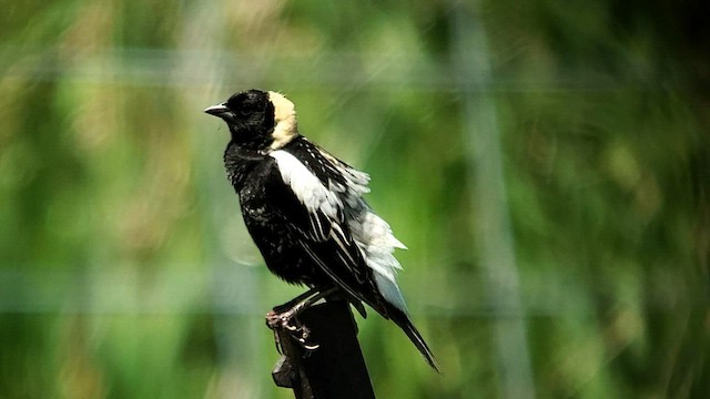 bobolink americký - ML580046081