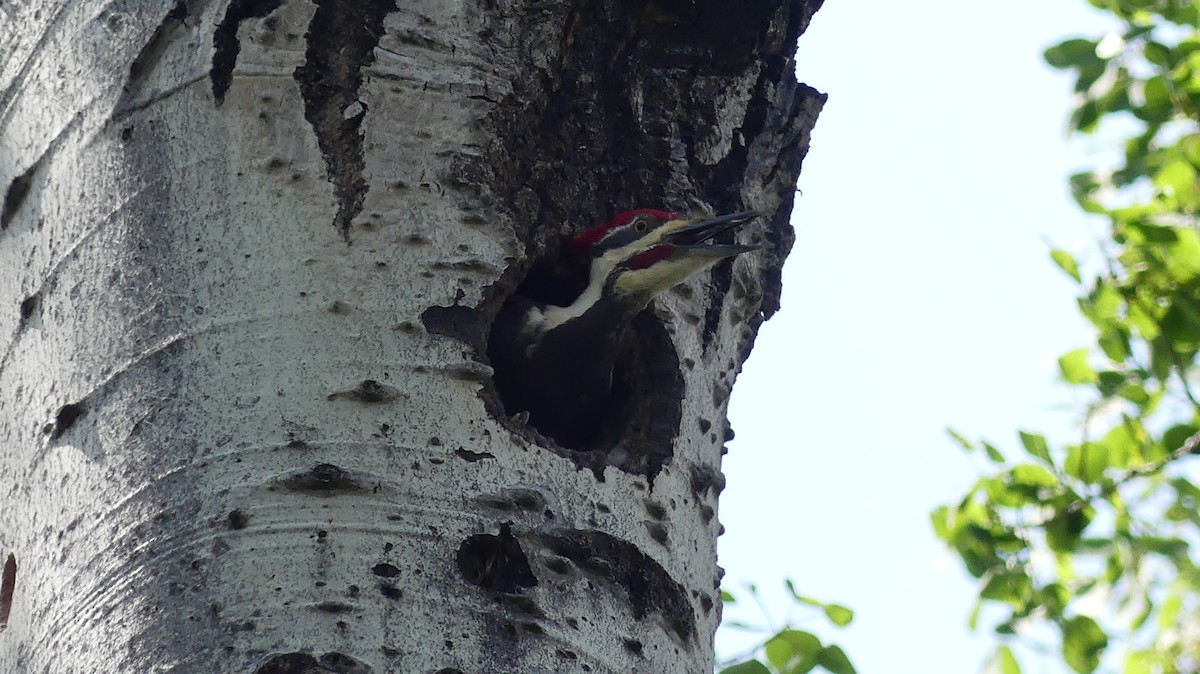 Pileated Woodpecker - ML580048431